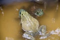 Bullfrogs breeding Royalty Free Stock Photo