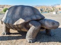 Poki, the famous tortise in Bullhead City, Arizona