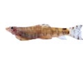 Bullhead fish Royalty Free Stock Photo