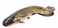 Bullhead fish Royalty Free Stock Photo