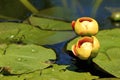 Bullhead Lilies  701022 Royalty Free Stock Photo