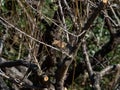 Bullheaded shrike perched in a Japanese orchard 1 Royalty Free Stock Photo