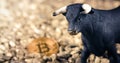 Bitcoin crypto Bull market concept