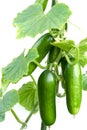 Bullish cucumbers Royalty Free Stock Photo