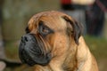 Bullmastiff