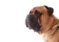 Bullmastiff