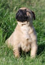 Bullmastiff