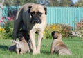 Bullmastiff