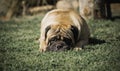 Bullmastiff breed dog lying on grass