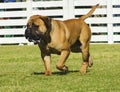 Bullmastiff dog