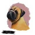 Bullmastiff dog breed isolated on white digital art illustration. Large-sized breed of domestic dog, solid build and