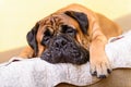 Bullmastiff dog large pet portrait friendly animals lies and sleeps