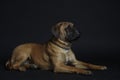 Bullmastiff dog lies on the black background in the studio