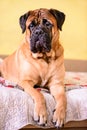 Bullmastiff dog lies on the sofa purebred red large pet portrait friendly animals