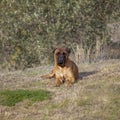 Bullmastiff Dog. Isolated