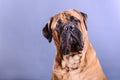 Bullmastiff dog portrait