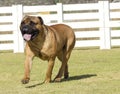 Bullmastiff dog Royalty Free Stock Photo