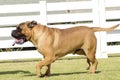 Bullmastiff dog