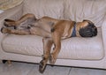 Bullmastiff Dog Sleeping On A Sofa . Royalty Free Stock Photo