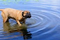 Bullmastiff dog swim Royalty Free Stock Photo
