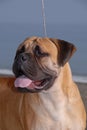 Bullmastiff on the blue sky beach. Guardian breed and molous sand defense Royalty Free Stock Photo