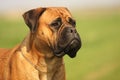 Bullmastiff Female Portrait