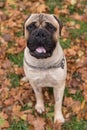 Bullmastiff happy face. Portrait. Sitting.