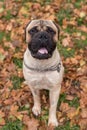 Bullmastiff happy face. Portrait. Sitting.