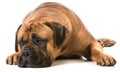 Bullmastiff