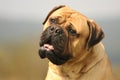 Bullmastiff Portrait