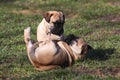 Bullmastiff Puppies playing