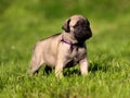 Bullmastiff puppy.