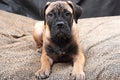 Bullmastiff puppy 60