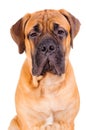 Bullmastiff puppy face Royalty Free Stock Photo