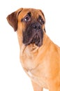 Bullmastiff puppy face Royalty Free Stock Photo