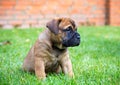 Bullmastiff puppy on a lawn