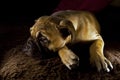 Bullmastiff puppy portrait 4 months