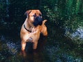 Bullmastiff in the water