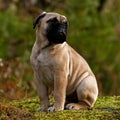 Bullmastiff puppy portrait 8 weeks