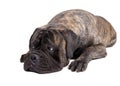 Bullmastiff on a white background