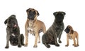 Bullmastiffs in studio Royalty Free Stock Photo