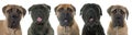 Bullmastiffs in studio Royalty Free Stock Photo