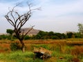 Bullock Cart Royalty Free Stock Photo