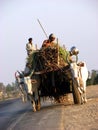 Bullock Cart Royalty Free Stock Photo