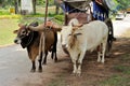 Bullock Cart Royalty Free Stock Photo