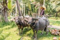 Bullock cart amd woman