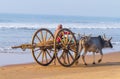 Bullock Cart at Indian Tropical Beach