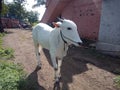 Former village ox used for bail gadi race in jatra Royalty Free Stock Photo