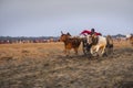 Bullock cart race