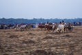 Bullock cart race